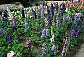 DELPHINIUM ELATUM MAGIC FOUNTAIN