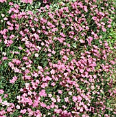 DIANTHUS TINY RUBIES