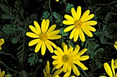 EURYOPS PECTINATUS,  MUNCHKIN,  SHRUB DAISY