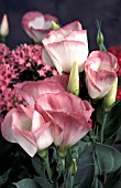 EUSTOMA (SYN. LISIANTHUS) GRANDIFLORA ECHO PINK