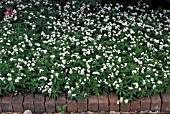 GALIUM ODORATUM,  SWEET WOODRUFF (SYN. ASPERULA ODORATA),  CARPET OF FLOWERS