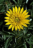 GAZANIA,  SUN ABOUT,  TREASURE FLOWER