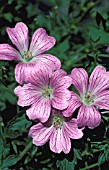 GERANIUM OXONIANUM,  CLARIDGE DRUCE,  FLOWERS