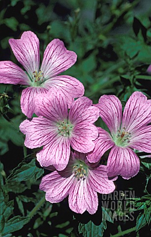 _GERANIUM_OXONIANUM__CLARIDGE_DRUCE__FLOWERS