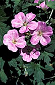 GERANIUM,  CRANESBILL,    MAVIS SIMPSON,  FLOWERS AND FOLIAGE