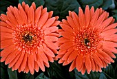 GERBERA JAMESONII,  TRANSVAAL DAISY,  FLOWER HEADS