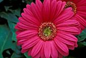 GERBERA JAMESONII,  GERBER DAISY