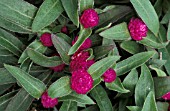 GOMPHRENA GLOBOSA,  PURPLE BUDDY,  GLOBE AMARANTH,  FLOWER AND FOLIAGE