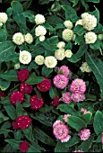 GOMPHRENA GLOBOSA MIX,  GLOBE AMARANTH,  FLOWERS AND FOLIAGE