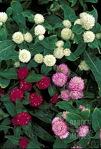 GOMPHRENA_GLOBOSA_MIX__GLOBE_AMARANTH__FLOWERS_AND_FOLIAGE