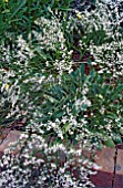 GONIOLIMON TATARICA, (SYN. LIMONIUM TATARICUM)