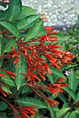 HAMELIA PATENS FIREBUSH