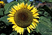 HELIANTHUS ANNUS GIANT SUNGOLDSUNFLOWER