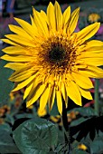 HELIANTHUS ANNUS SUNDANCE KID SUNFLOWER