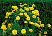 HELIOPSIS HELIANTHOIDES,  SOMMERSONNE (SUMMER SUN) ABUNDANT FLOWERS AND FOLIAGE