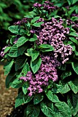 HELIOTROPIUM ARBORESCENS,  MARINE,  FLOWERS AND FOLIAGE