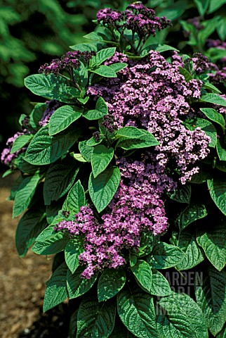 _HELIOTROPIUM_ARBORESCENS__MARINE__FLOWERS_AND_FOLIAGE