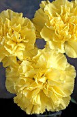 DIANTHUS CARYOPHYLLUS YELLOW CARNATIONS