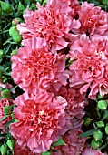 DIANTHUS LILLIPOT