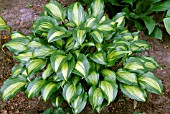 HOSTA GEISHA