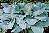 HOSTA BLUE MAMMOTH