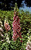 DIGITALIS X MERTONENSIS,  FOXGLOVE