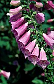 DIGITALIS X MERTONENSIS