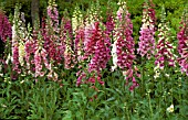 DIGITALIS PURPUREA,  COMMON FOXGLOVE