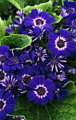 PERICALLIS X HYBRIDA FLORISTS CINERARIA
