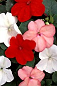 IMPATIENS,  TEMPO SALSA MIX,  BUSY LIZZIE,  FLOWER HEADS