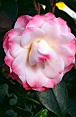 CAMELLIA JAPONICA NUCCIOS PEARL