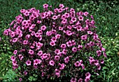 GERANIUM MADERENSE,  WHOLE PLANT