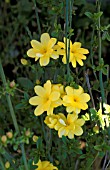 JASMINUM MESNYI,  SYN JASMINUM PRIMULINUM,  PRIMROSE JASMINE