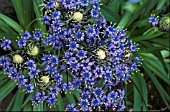 SCILLA PERUVIANA,  CUBAN LILY,  MASS OF FLOWERS