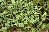 ORIGANUM VULGARE,  OREGANO WHOLE PLANT.