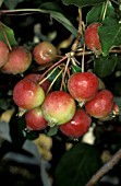 MALUS FLAME FLOWERING CRAB APPLE