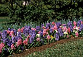 HYACINTHUS ORIENTALIS,  MIXED COLOURS IN A FIELD