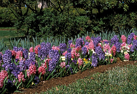 _HYACINTHUS_ORIENTALIS__MIXED_COLOURS_IN_A_FIELD
