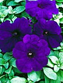 PETUNIA X HYBRIDA BRAVO BLUE