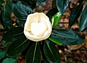 MAGNOLIA GRANDIFLORA LITTLE GEM