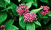 PENTAS LANCEOLATUS CANDY STRIPE