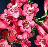 PENSTEMON RUBY = SCHOENHOLZER