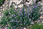 SISYRINCHIUM ANGUSTIFOLIUM