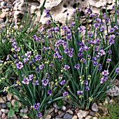 SISYRINCHIUM ANGUSTIFOLIUM