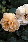 ROSA BUFF BEAUTY HYBRID MUSK,  SHRUB,  ROSE