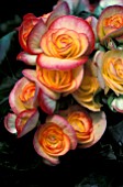 BEGONIA TUBERHYBRIDA CLOSE UP OF PETALS AND FLOWERS.