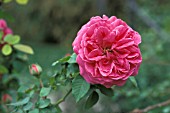 ROSA MADAME ISAAC PEREIRE CLIMBER, BOURBON, ROSE