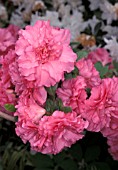 RHODODENDRON ANNA KEHR,  PINK, FLOWERS, CLOSE UP