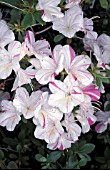 RHODODENDRON SILVER MIST,  WHITE, PINK, FLOWERS, CLOSE UP