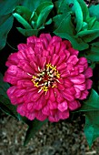 ZINNIA ELEGANS,  DREAMLAND ROSE,  ANNUAL, CLOSE UP, PINK, FLOWER